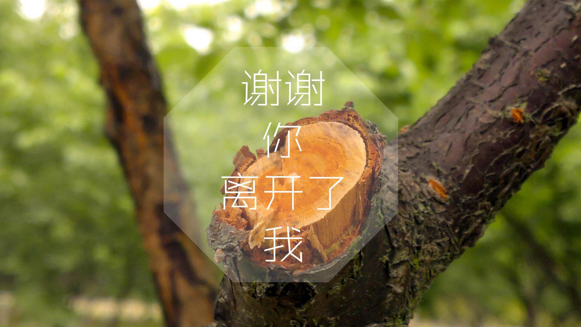 熊猫TV-数字化青训“云平台”在行业中逐步普及，推动行业升级，青年云数字经济产业园
