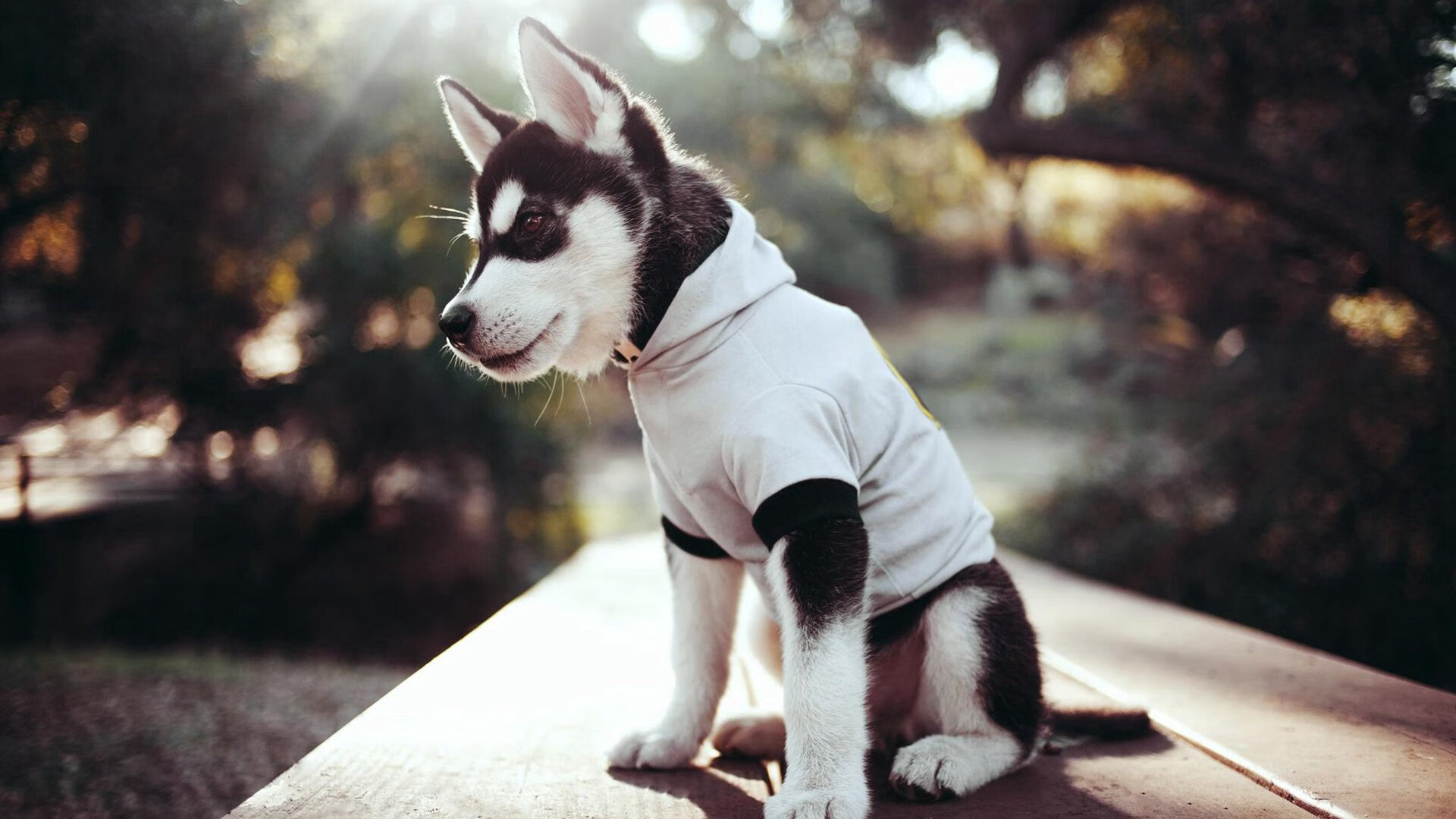 -佩纳罗尔球员伤病名单更新，佩纳罗尔主场球衣