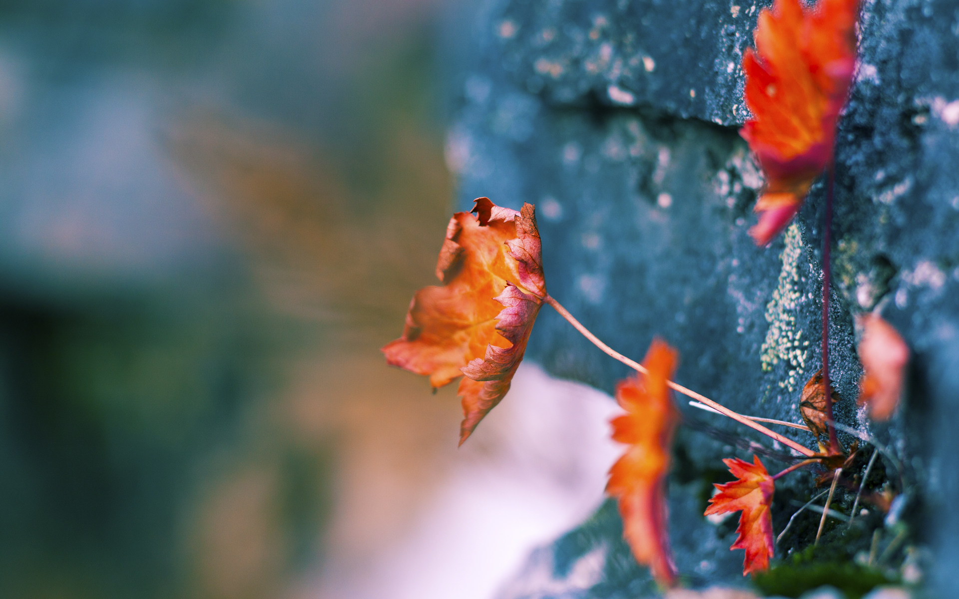 熊猫体育娱乐-冲刺终点：浙江战队全员出击获得胜利，浙江战队口号