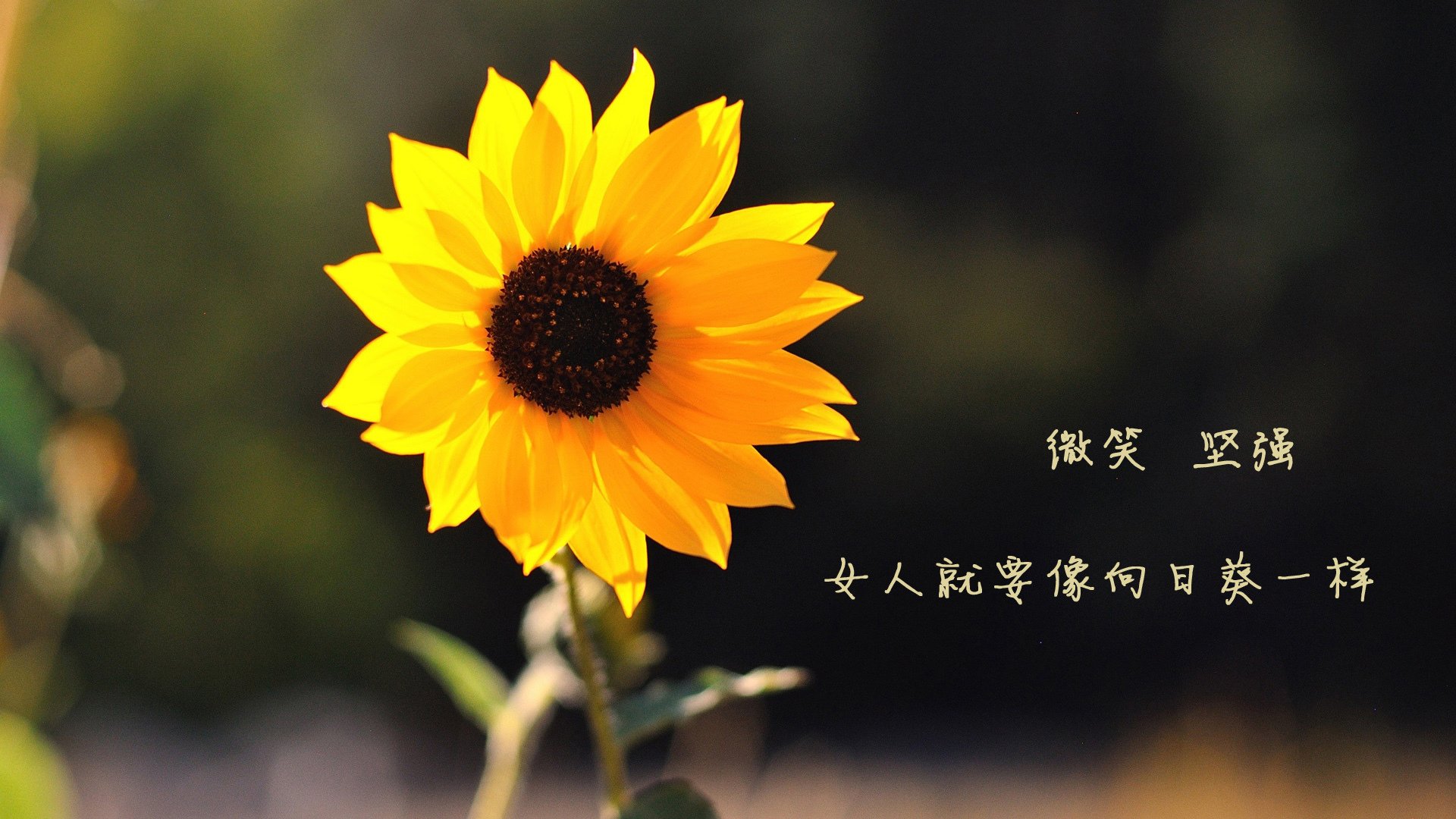 中国篮球俱乐部市场推广案例分析，篮球俱乐部市场调研报告