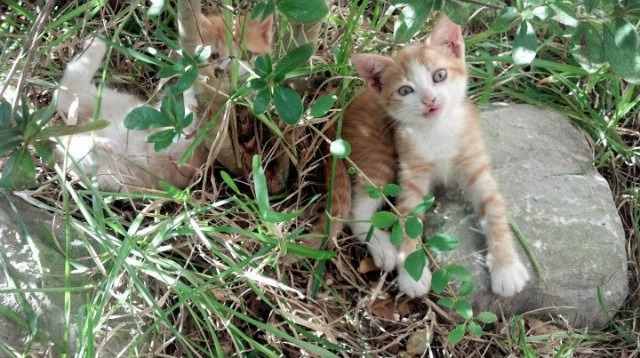 熊猫直播-2024年国际乒联混合团体世界杯：印度队强势崛起，2020国际乒乓球团体世界杯