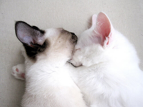 -“新都垒球赛：巅峰对决，谁能一击制胜？”